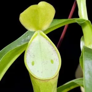 Piège de Nepenthes reinwardtiana et ses "yeux"