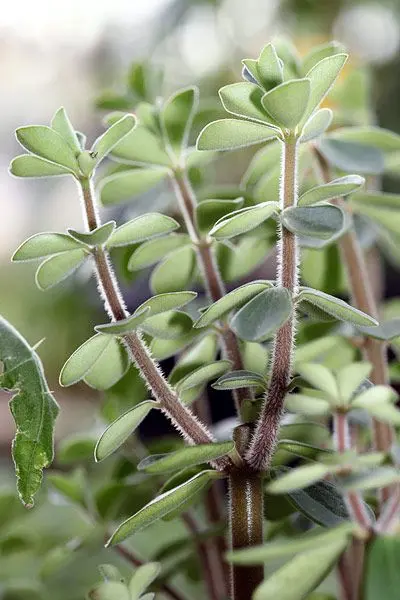 Pincement de Peperomia verticillata