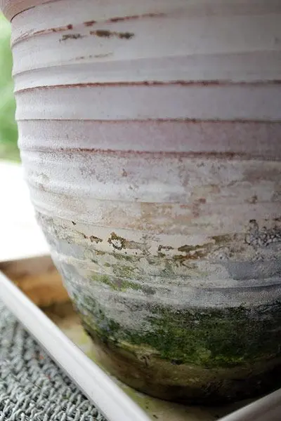 Les pots en terre cuite n'offrent pas un milieu sain, à long terme, pour les plantes carnivores.