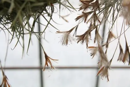 graines de tillandsia sur le point de s'envoler