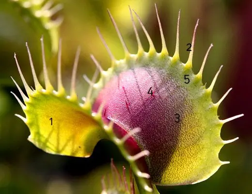 Piège de Dionaea muscipula