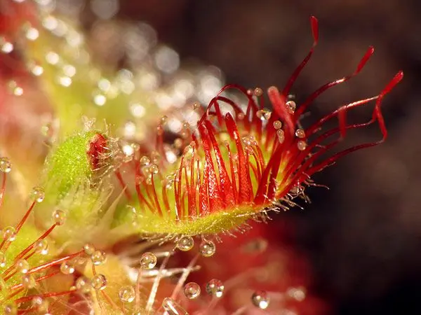 Drosera admirabilis - Photo © Stéphane Joly
