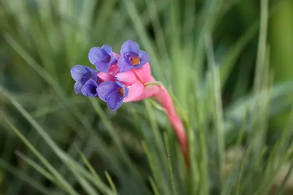 Fleurs de Tillandsia seideliana