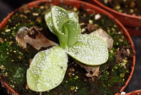 Aleurodes sur des feuilles collantes de Pinguicula