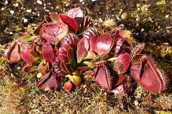 Cephalotus follicularis rouge