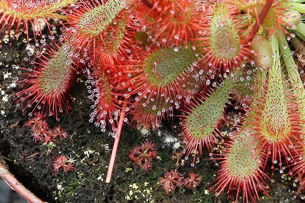 Semis spontanés de Drosera spatulata var. lovellae