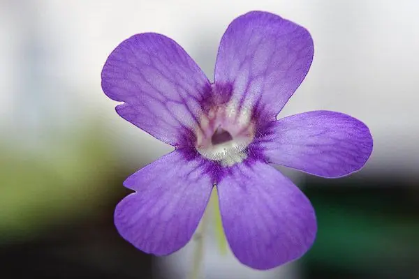 Pinguicula tina en fleur