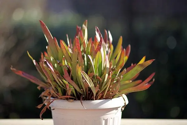 Sarracenia : Les feuilles encore en bon état peuvent être gardées, pour donner un bel aspect touffu à la potée, une fois les nouvelles urnes sorties.