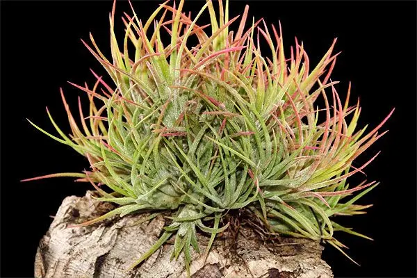 Tillandsia ionantha 'Mexico' sur écorce