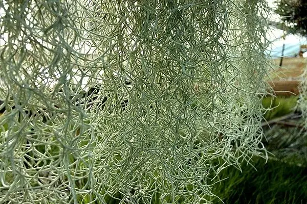Tillandsia usneoides suspendus
