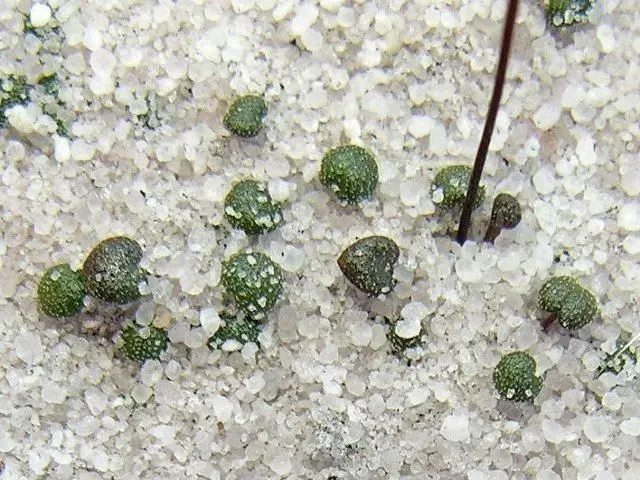 Pièges de Philcoxia - Photo: Stewart McPherson