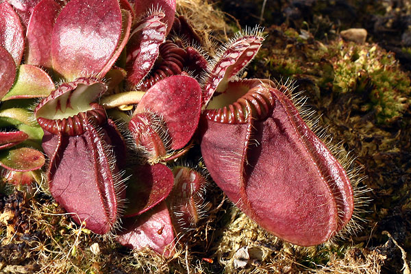 Plante carnivore Cephalotus follicularis