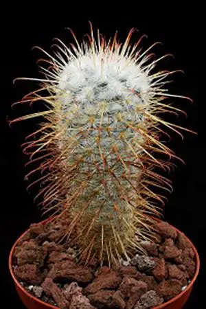 Cactus Mammillaria bombycina